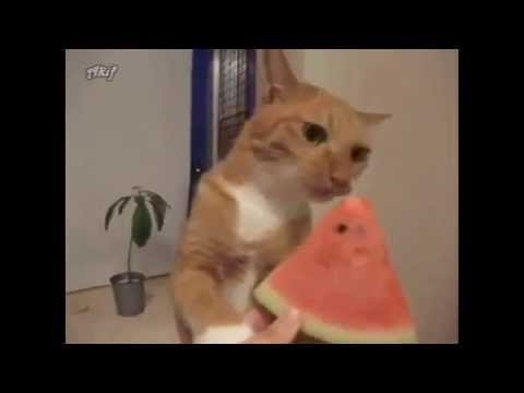 Смешная кошка лопает арбуз!!! (прикольное видео)