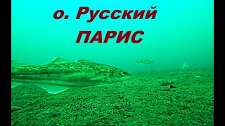 Бухта Парис о. Русский подводные съемки