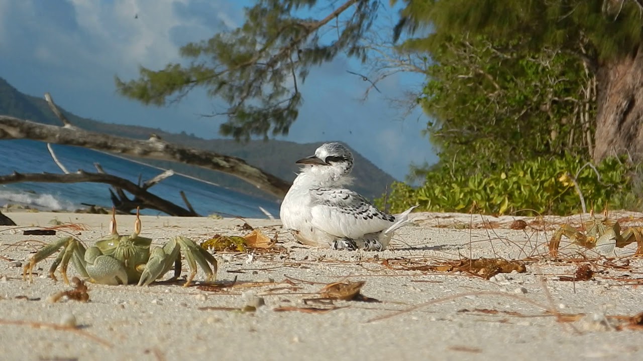 White tailed tropicbird juvenile trying to make it out to sea in one