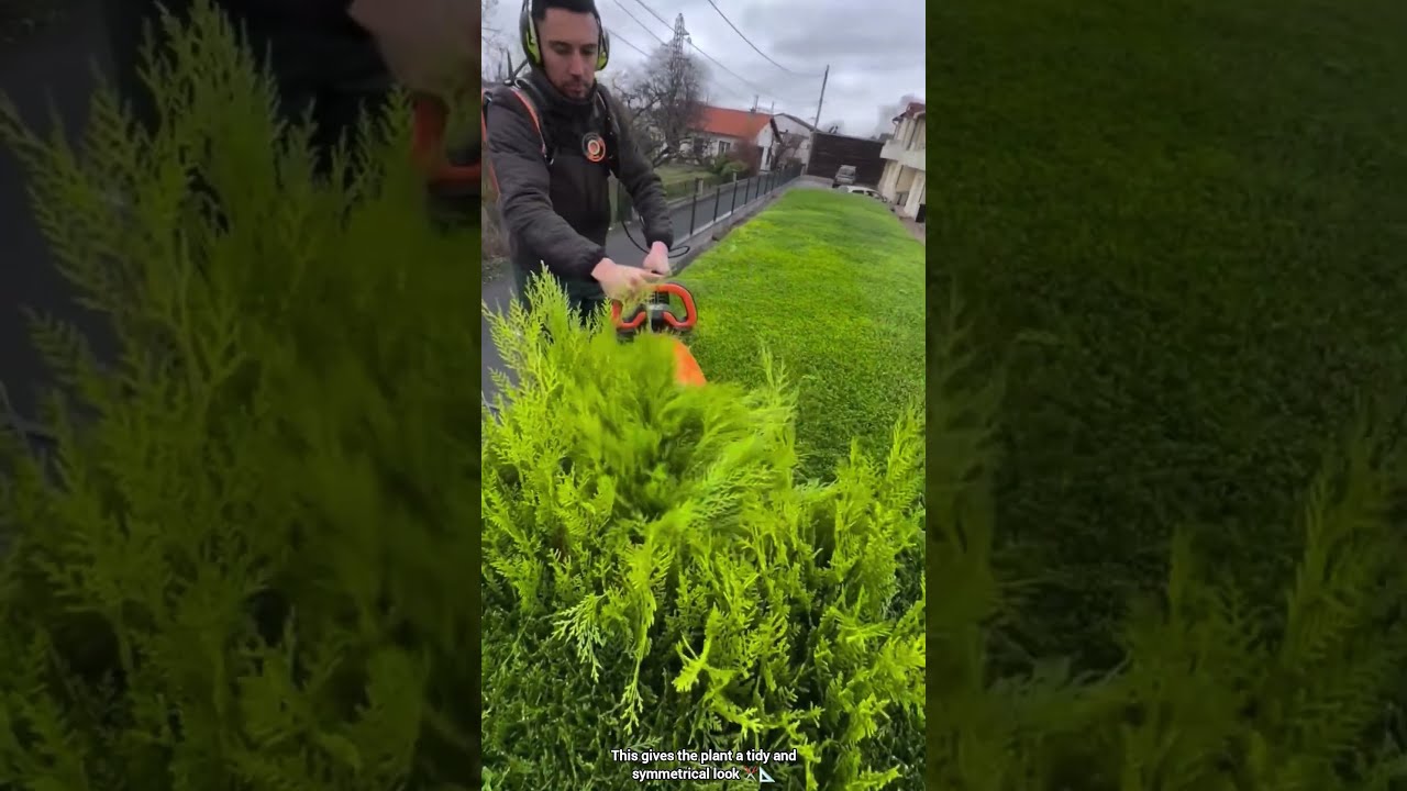 Trimming The Top Of A Large Bush For Neat And Symmetrical Appearance