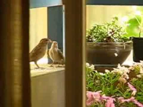Madre gorrión alimentando a su hijito en mi balcón youtube Désign Balcon Mexicanos