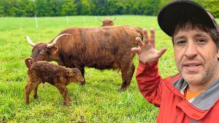 One of My Cows Just Had a Secret Calf
