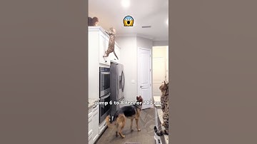 How Cats Jump So High and Why it’s Not Good for You 😅