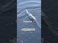 jerkbait #jerkbait #barbedortv #pechecarnassier #pecheenmer #leurre