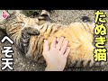 へそ天無防備なキジトラたぬき猫ちゃんのぽっちゃりお腹をなでなでもふもふ😸（野良猫•地域猫）🐈