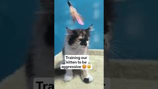 😼😼#cat screenshot 5