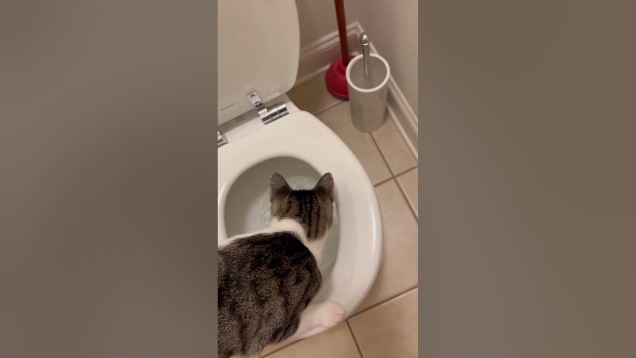human-litter-box-is-kind-of-interesting-youtube