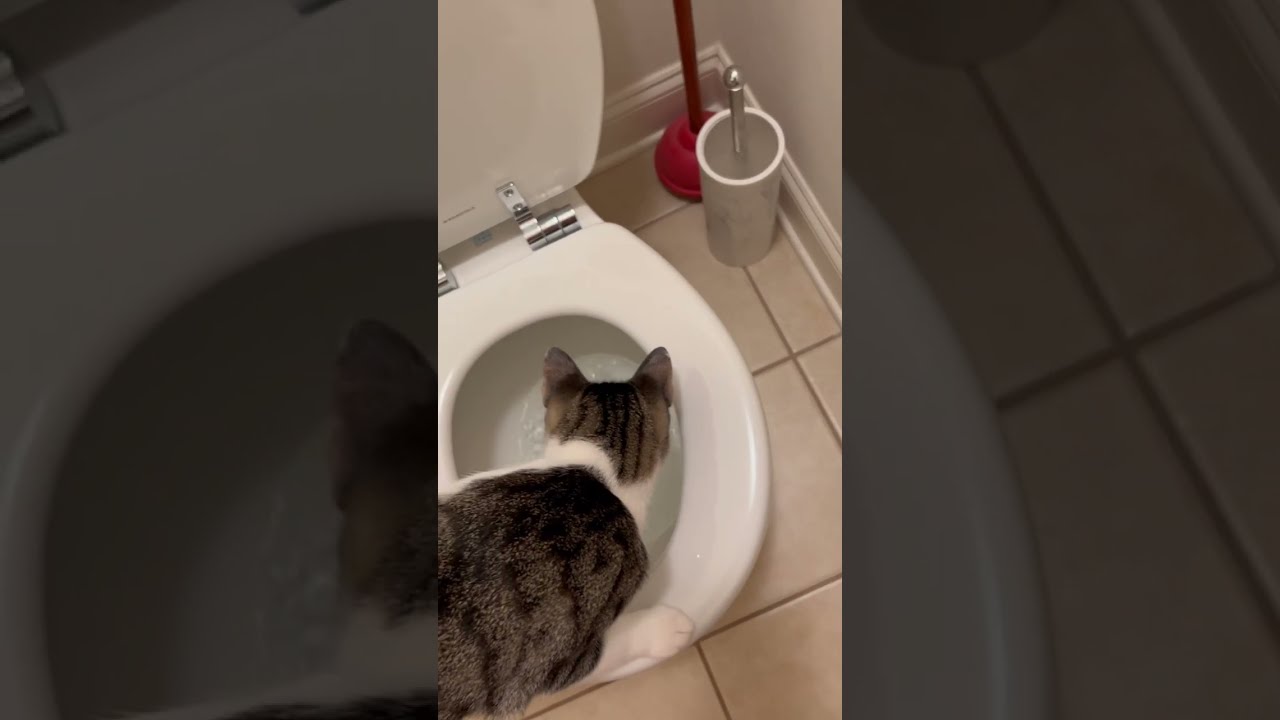Human litter Box Is Kind Of Interesting YouTube Human litter Box Is Kind Of Interesting YouTube