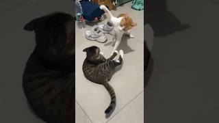 Funny Cats 😺 Episode 83 #Shorts