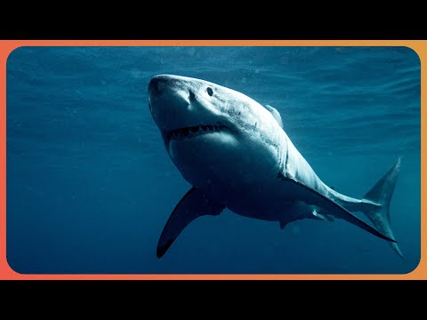 Is Shark Baiting Leading To More Shark Attacks? | The Blue Realm | Real Wild Documentary