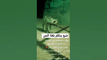 ضبع يتكلم بلغة الجن 