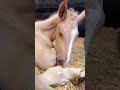 Will Orphaned Foal Find A Foster Mom Before It’s Too Late? 😥 Bondi Vet #shorts