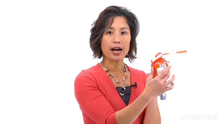 Scapula Movement in a Healthy Shoulder - Jennifer ...