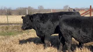 Cattle Range Listing# 101C806-201