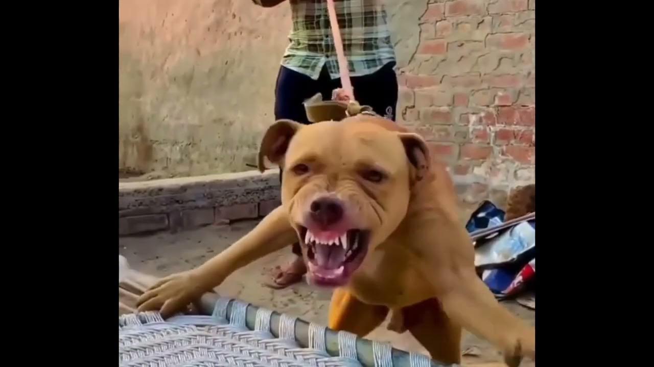 pitbull new punjabi song video 2022 pitbull YouTube
