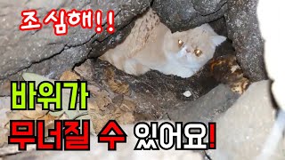 제주도에서 잃어버린 고양이 찾고 몸살났어요[고양이탐정]