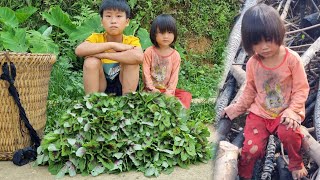 Orphaned boy picking strawberries to sell  remembers the meals  boy orphaned parents