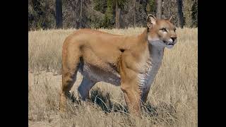 cougar (Far cry 5) Sounds