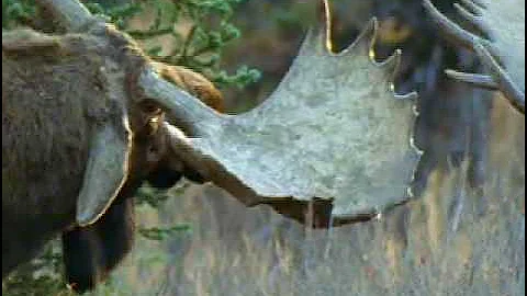 BBC: Bull Moose Battle - A Moose Named Madeline