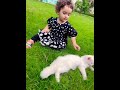 #beauty #cute #baby #forypage #cat #lucky #persian cat baby #white persian cat with blue eyes baby