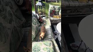 Ummm...when Ur Brothers Chihuahua Does This