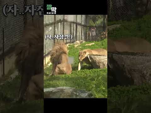 짤막뉴스_갈비사자 출신 바람이…솔로탈출?! #shorts  / 연합뉴스TV (YonhapnewsTV)