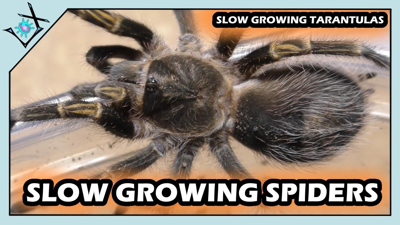 Some SLOW Growing Species in My COLLECTION【Tarantula Slow Growth】 YouTube