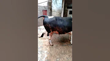 دبح عجل بلسكين دبح اعجول كيفيه ذبح العجل الشراري فلوج المدبح او الخروف الدبح 