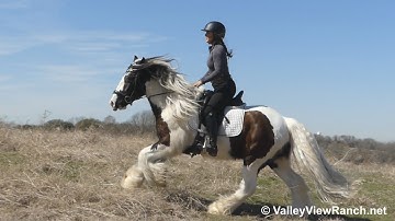 Gypsy Creek Oleander - English hack out(trail ride:)! - ValleyViewRanch.net