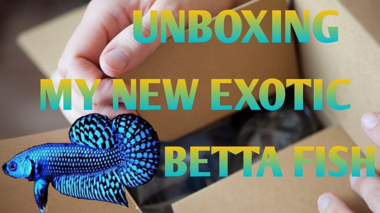 Unboxing My New Exotic Betta Fish Pair Betta's for dorsal fin in