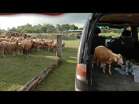 Video: Gachimuchi: ano ang hindi pangkaraniwang bagay na ito, at ano ang mga tampok nito