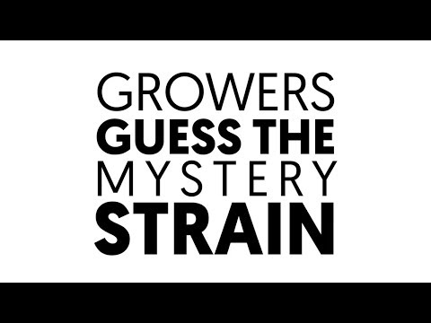 Grow-Off teams guess the mystery strain!