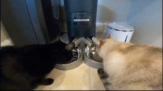 Amazon Auto Feeder- Watch before you Buy