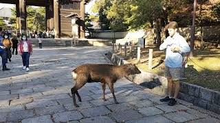奈良公園  鹿の挨拶