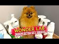 WONDER LAB - экосредства из овощей и фруктов. Бытовая химия без запаха в домах с животными