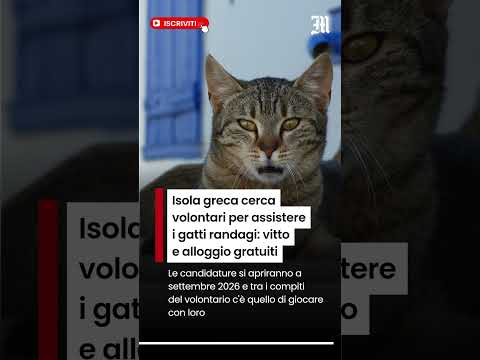 Video Isola greca cerca volontari per assistere i gatti randagi