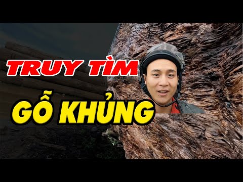 Video Tham quan bài gỗ khủng nhất việt nam bất ngờ bắt gặp... - youtube