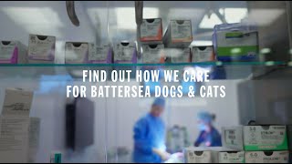 Were all in, for them | How We Care for Battersea Dogs and Cats