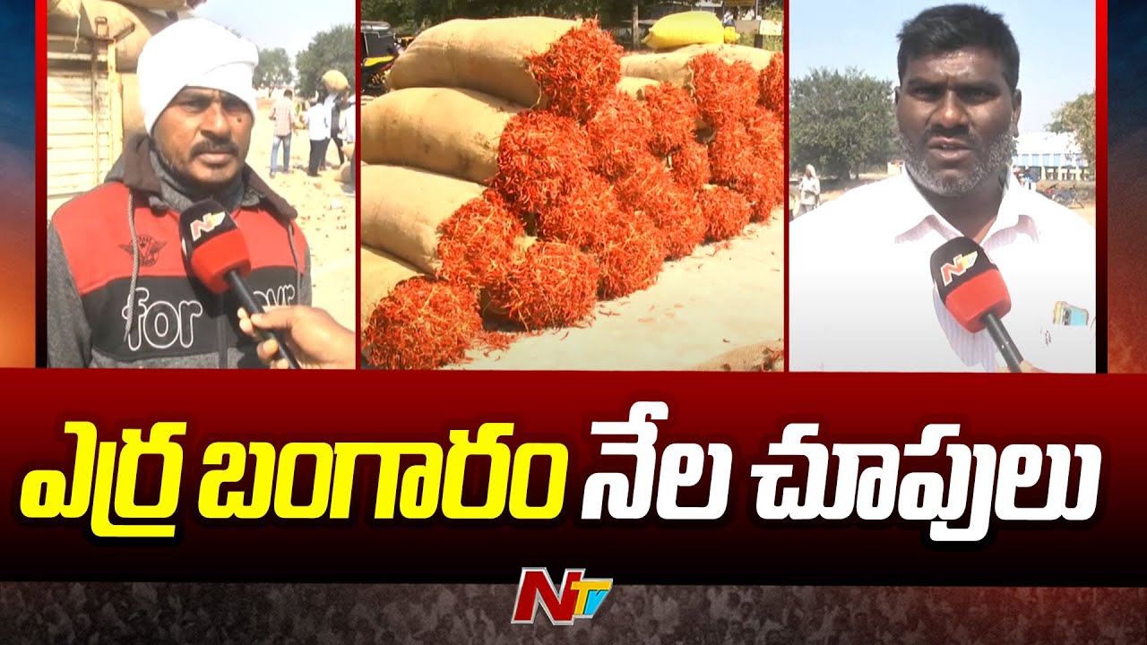 ఎర్ర బంగారం నేల చూపులు | Warangal Mirchi Yard | Ntv