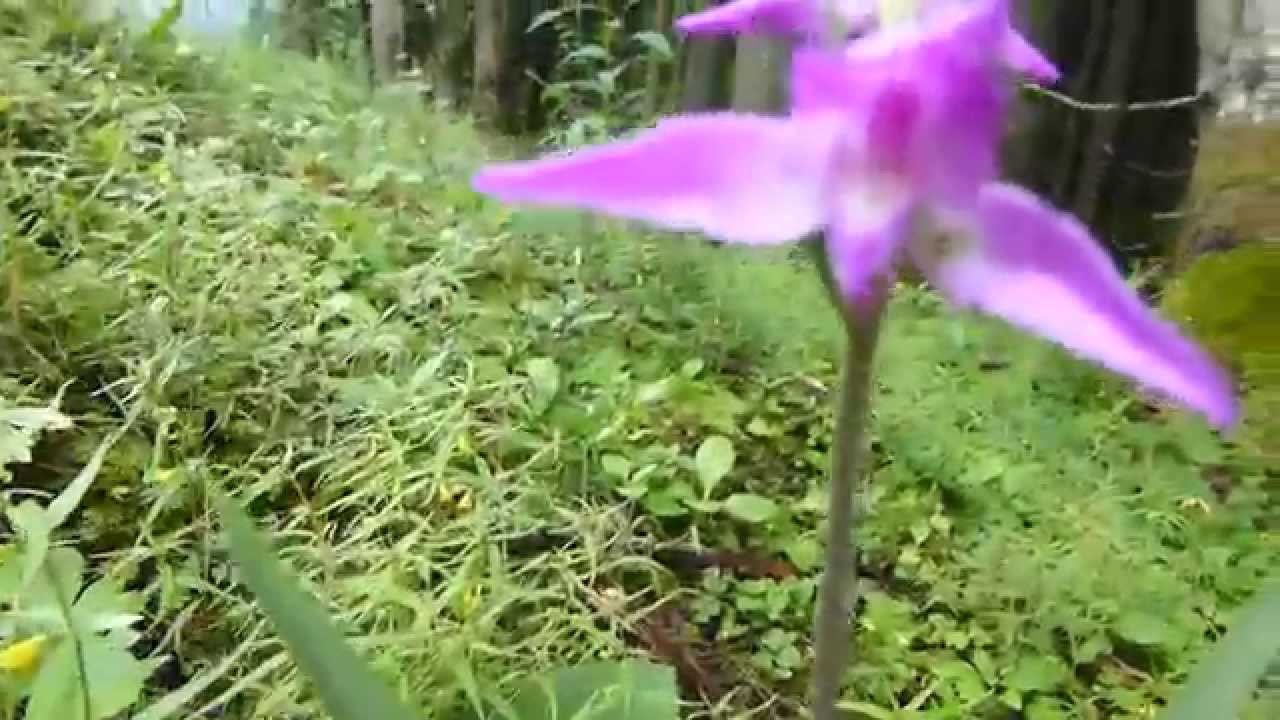 Rotes Waldvögelein (Cephalanthera rubra)