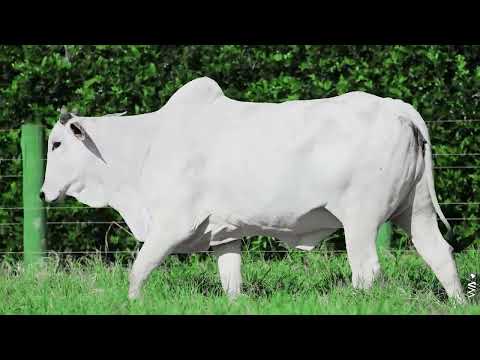 LOTE 27 - REMT 144, Fêmea Nelore à venda no 23º MEGA LEILÃO GENÉTICA ADITIVIA 2026