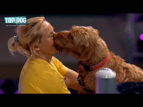 Video: Ernæringsbehov Hos ældre Hunde - Nutrition Nuggets Dog