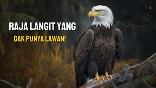 “Proses Hidup Burung Elang dari Telur hingga Terbang Bebas