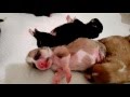 Спасённые щенки (возраст - 6 дней)