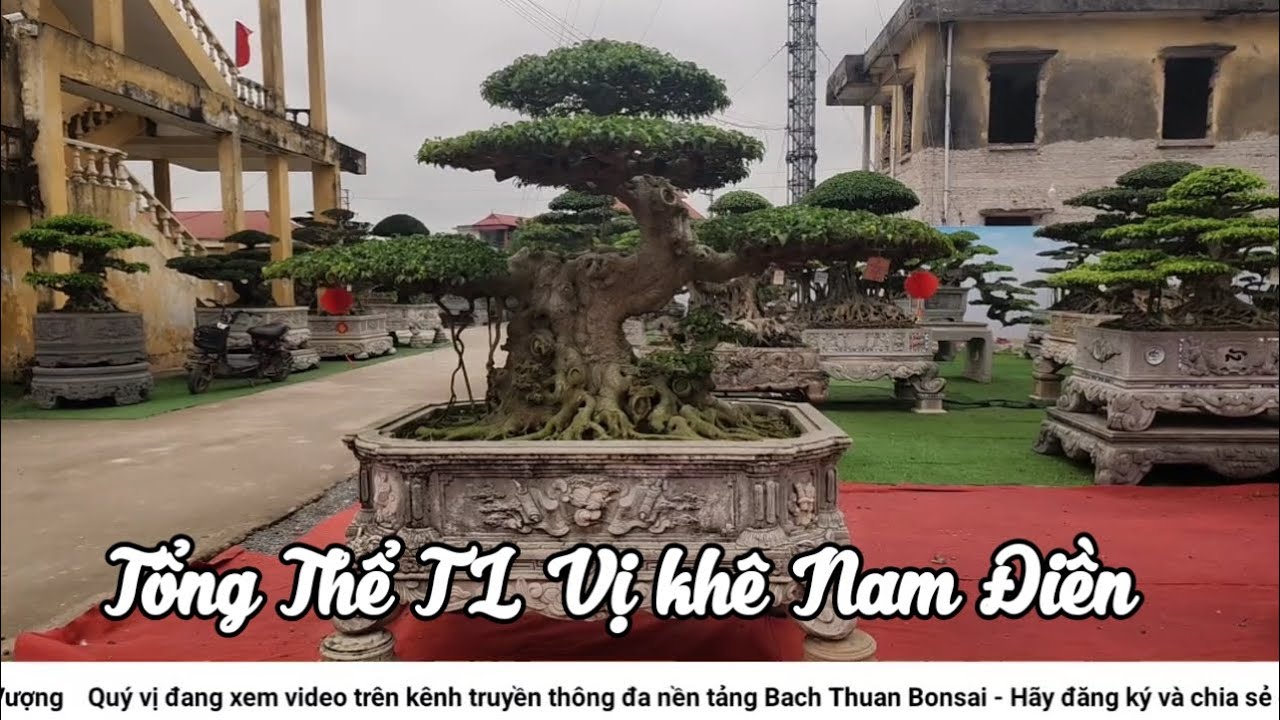 Tổng thể giàn cây trưng bày tại TL lễ hội làng Vị Khê 2026