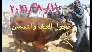 اسعار العجول القاني والمحيرة بسوق الاربع اليوم