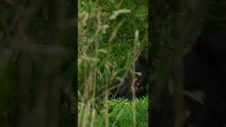 Tasmanian Devils Get Amorous in the Forest! 😈❤️🌿 #tasmania #devil #wildlife #nature #animals