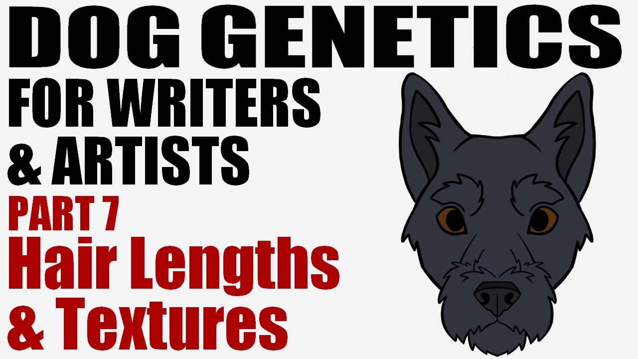 Dog Genetics for Writers & Artists part 7: Fur Lengths & Textures [CC]