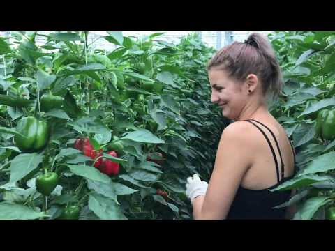 Video: Paprika's In Een Kas: Belangrijke Nuances