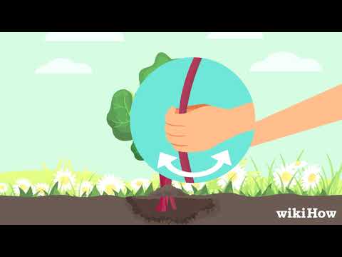 How to Harvest